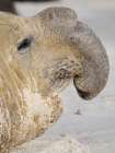 Dominant bull, aggressive posture. Southern elephant seal on Sea Lion Island. Falkland Islands. Art Print